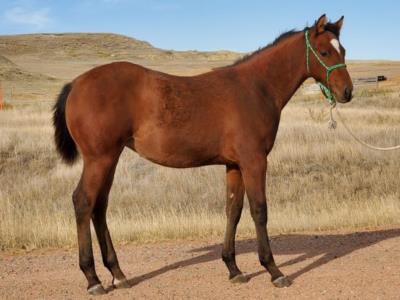 Top Gun Sycamore JW <BR> AQHA 6096624